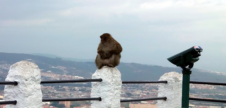 Apes live on the rock of Gibraltar.